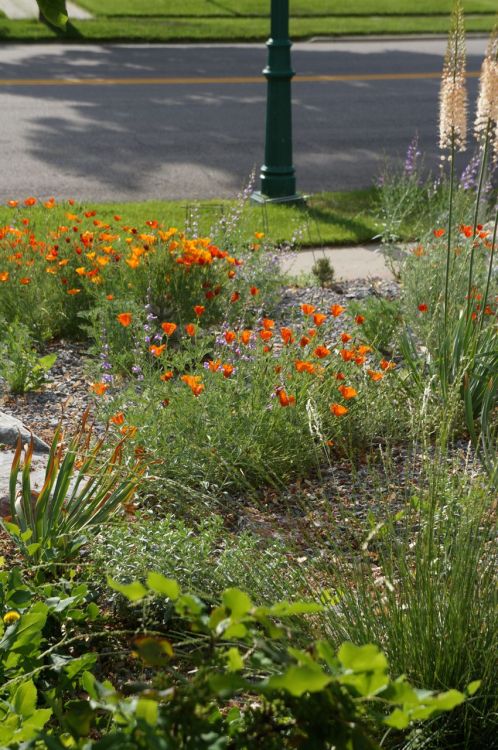 ‘Copper Pot’ Eschscholzia californica and Penstemon sepalulus are taking center stage in the gravel garden since more structural agaves, yuccas and various grasses aren’t up to snuff to carry it on their own. But color means lots of gawkers. Now if...