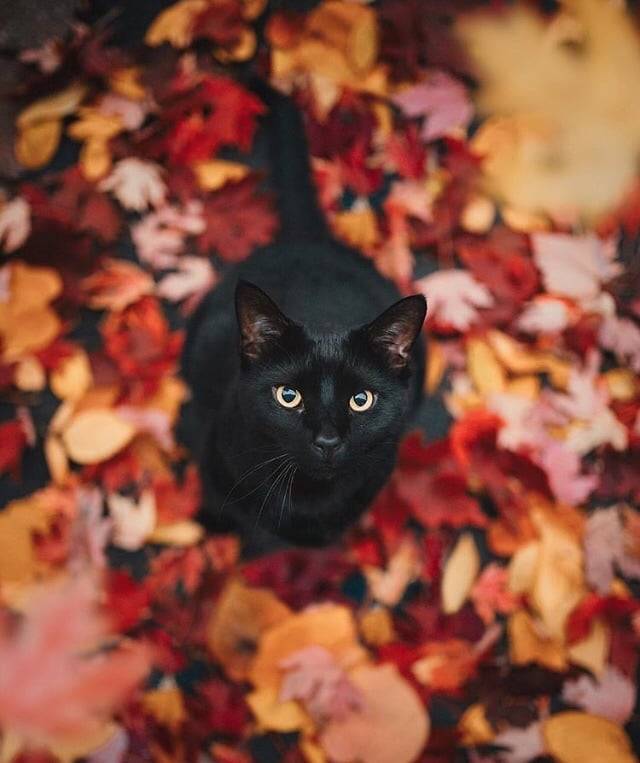 Black Cat Appreciation Post