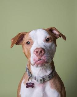 handsomedogs:    LOLADog • Pit Bull Terrier