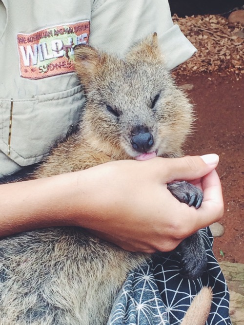 -vvaste:  quokka