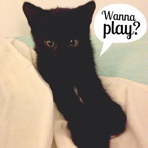 Lieve Dji Dji #blackbeauty #catstagram #instacofd #kitten #instakitten #kittensofinstagram #cute #ca