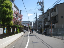 kyoto4: 20170423 快晴　 　壬生川を上る