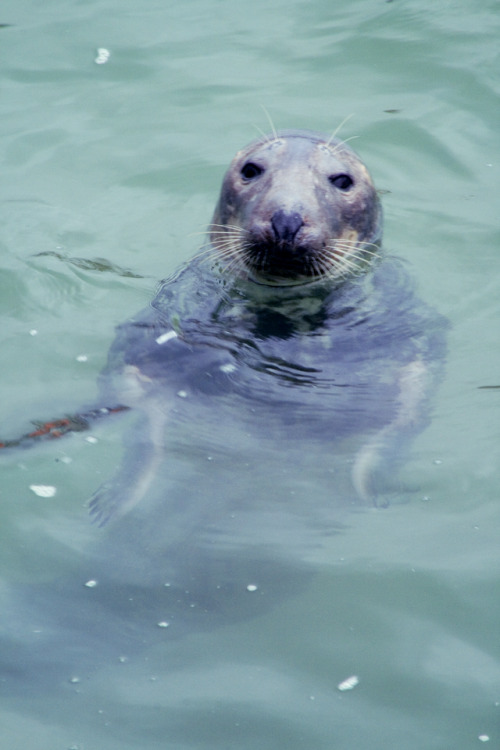 I took the train to St Ives today and got to see a couple of seals!