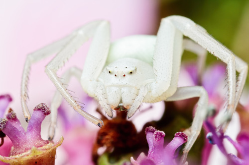 hierophilic: spiders-spiders-spiders: IMG_8166a A white crab spider on the hydrangea by davidh-j mee