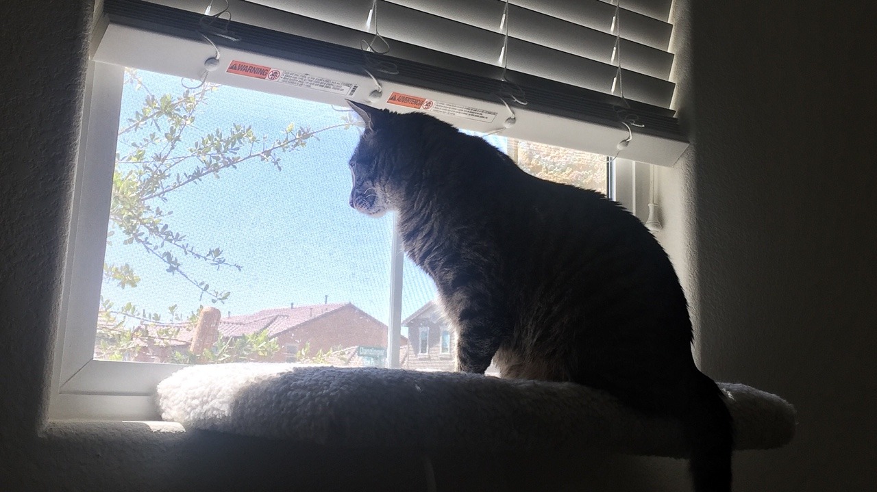 qinaliel:  This is my cat, Ziggy, she loves her window seat:She enjoys sitting there