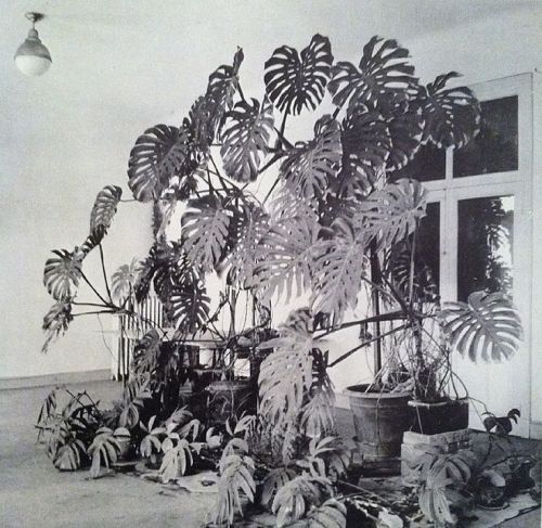 electricrain: Henri Matisse’s studio, Hotel Regina, Nice, 1948