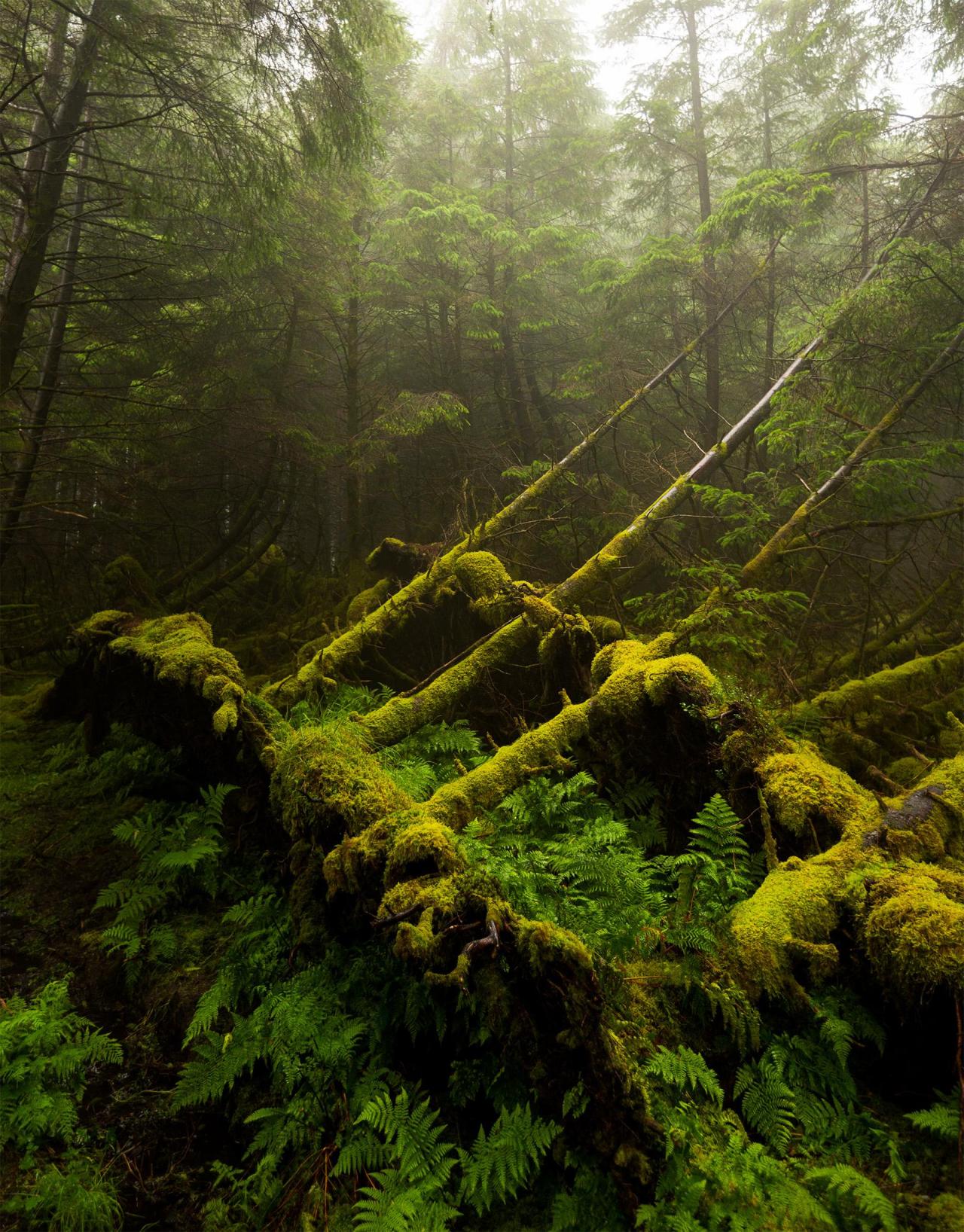 A hauntingly beautiful forest on the Isle of Skye, Scotland [1760x2250] [OC] - Author: jetclarke on reddit