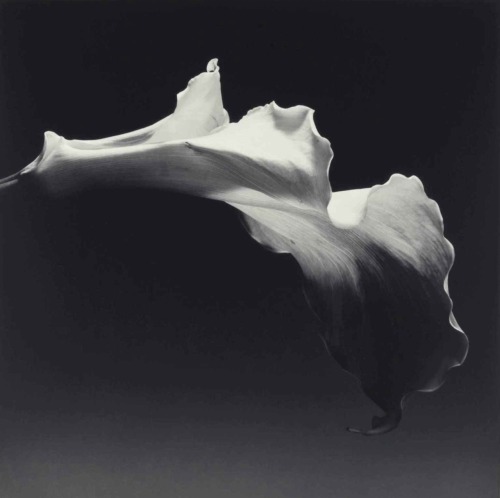 Calla Lily.1988. Gelatin silver print. Printed 1989. 61 x 51 cm. Art by Robert Mapplethorpe.(1946-19