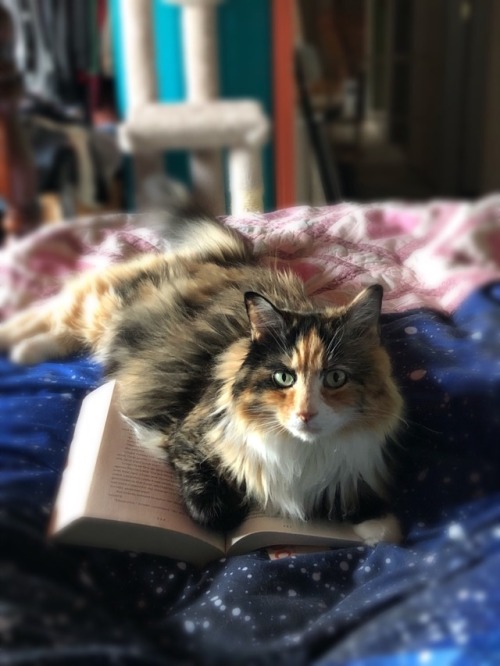 americanlibraryassoc:nap-queen-and-a-cat:She doesn’t appreciate not being the center of attentionHap