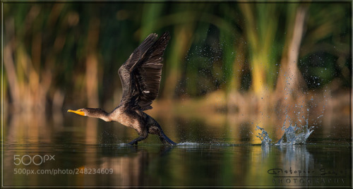 Cormorant by Christopher-Schlaf