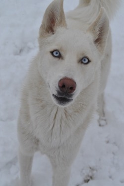 wolverxne:  Snow White Husky | by: { Tim Wheatley }