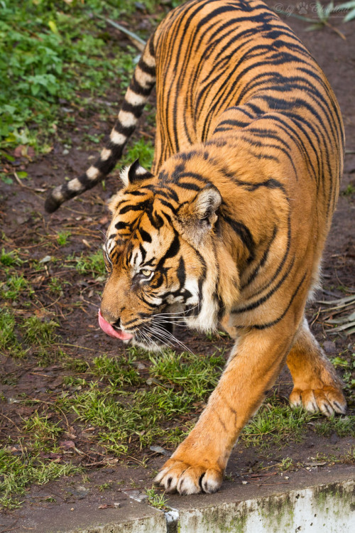 bigcatkingdom:Carlos (by Cloudtail)