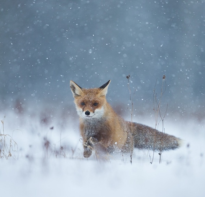 beautiful-wildlife:   Im Schneesturm (In the snow storm) by Thomas Muth 