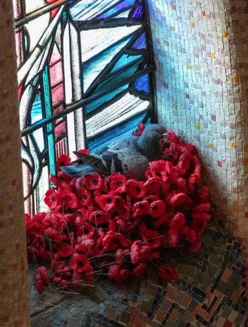 thedeadofflandersfields:Pigeon steals poppies from the Tomb of the Unknown Soldier, Australian War M