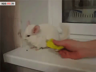 sizvideos:  Source: Siz iOS app - Video