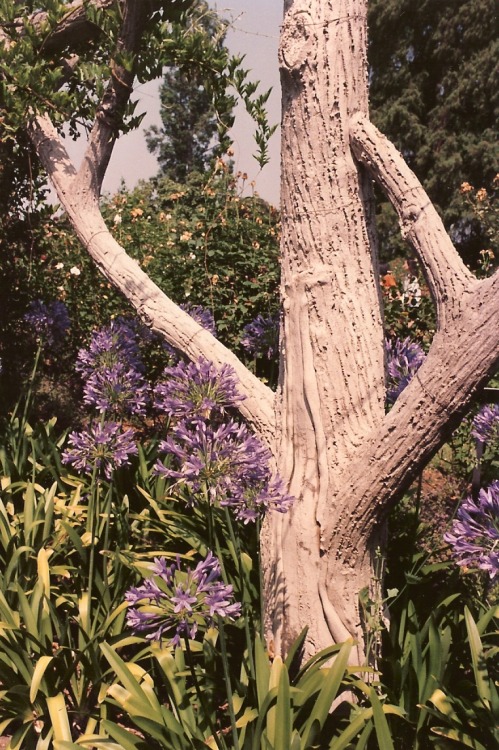 Agapanthus (Agapanthoideae ) and Concrete Tree, Huntington Library and Botanical Gardens, San Marino