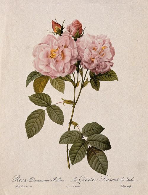 florealegiardini: Rosa damascena “Italica”, c.1824. Pierre-Joseph Redouté