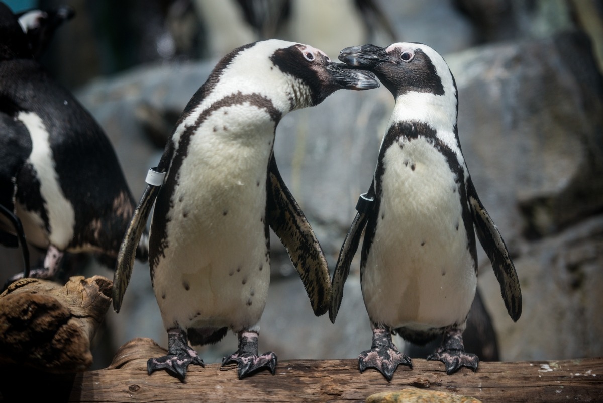 montereybayaquarium:
“Is a peek at our Penguin Cam what your Wednesday morning needs?
Watch carefully and you might even see them communicating with each other. When penguins flap their wings or bow their heads, they’re telling each other how they...