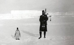 Gilbert Kerr plays the bagpipes for a penguin