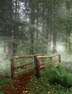 themagicfarawayttree:  Mystical Forest, Ireland