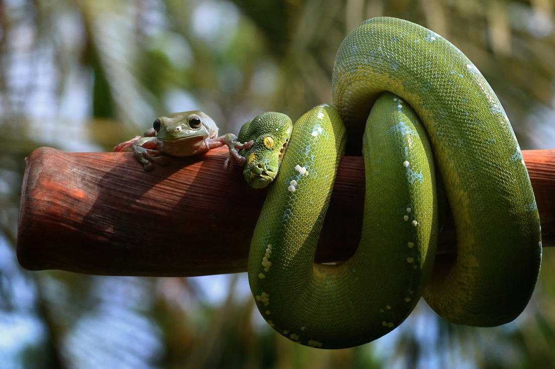 trebled-negrita-princess:  divineapprehension:  nubbsgalore:  tree frog and tree