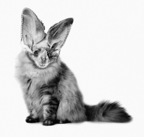 cmkosemensketchbook:Photoshopping portraits of various bat species onto the bodies of cats was the b