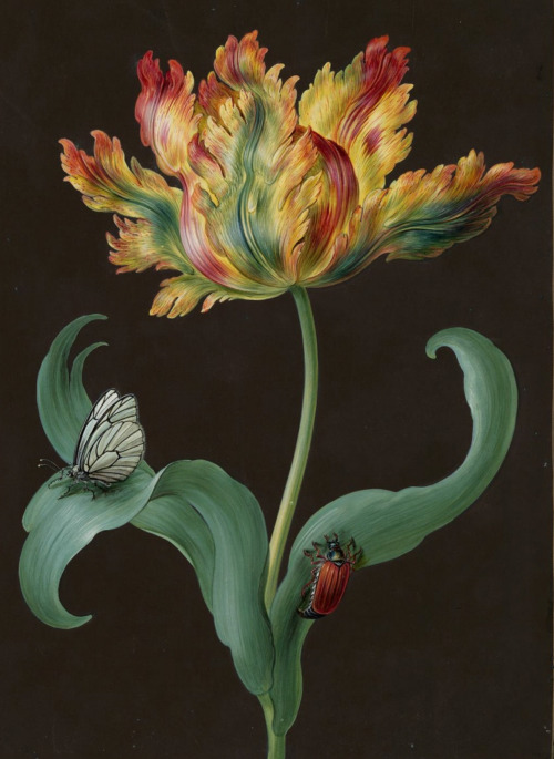 Barbara Regina Dietzsch - Tulpe mit schmetterling und maikafer - before 1783 - via Hamburger Ku