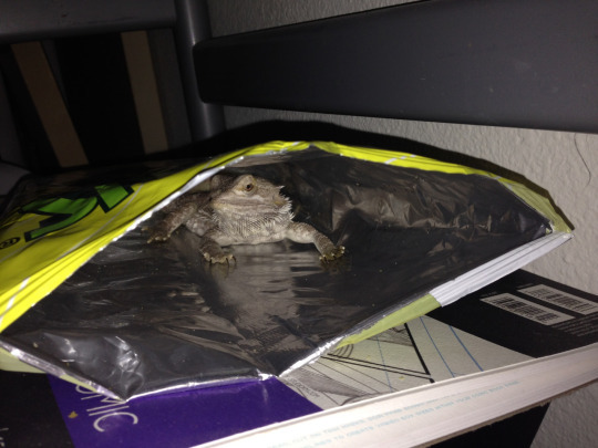 myste971:neasura:myste971:Dude bearded lizards are best lizards! Here’s my Little Dee hiding in her personal Funyun Fort.!!! SHE IS LOVELYHave some more. Bastion, Pistol, Izzy and Lucy.I’m crying I love them all so much