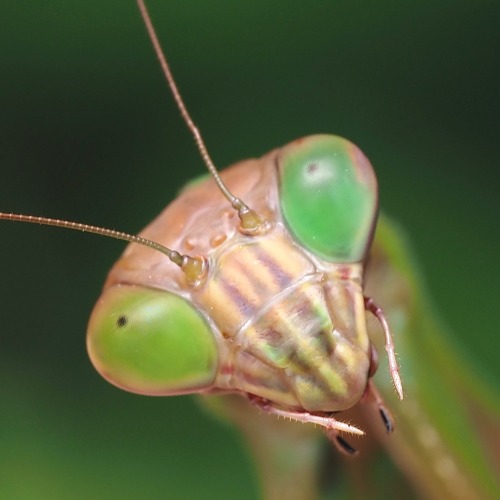 Heres An Interesting Female Chinese Mantis I Found Hanging Out In A Porcelainberry Patch. The Yellow