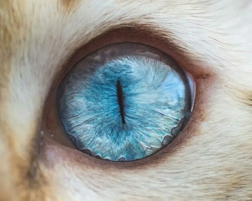  Cat’s eye 