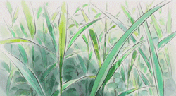  Life in the land of Princess Kaguya. 