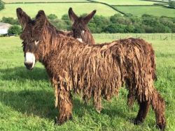 cypherdecypher:Animal of the Day!Baudet du Poitou (Equus asinus)(Photo from Donkeys of Wales)Conservation Status- UnlistedHabitat- DomesticatedSize (Weight/Length)- 400 kg; 150 cm tallDiet- GrassesCool Facts- Being one of the largest donkey breeds, the