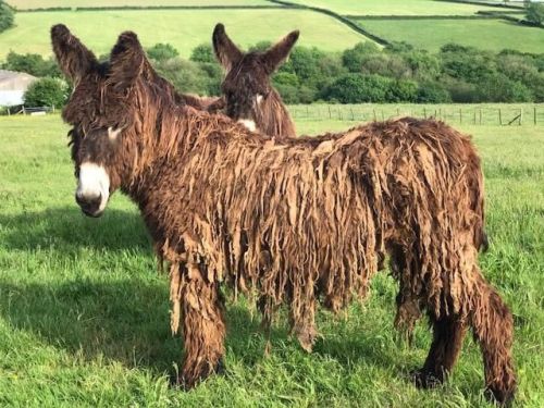 cypherdecypher:Animal of the Day!Baudet du Poitou (Equus asinus)(Photo from Donkeys of Wales)Conservation Status- UnlistedHabitat- DomesticatedSize (Weight/Length)- 400 kg; 150 cm tallDiet- GrassesCool Facts- Being one of the largest donkey breeds, the