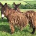 cypherdecypher:Animal of the Day!Baudet du Poitou (Equus asinus)(Photo from Donkeys of Wales)Conservation Status- UnlistedHabitat- DomesticatedSize (Weight/Length)- 400 kg; 150 cm tallDiet- GrassesCool Facts- Being one of the largest donkey breeds, the