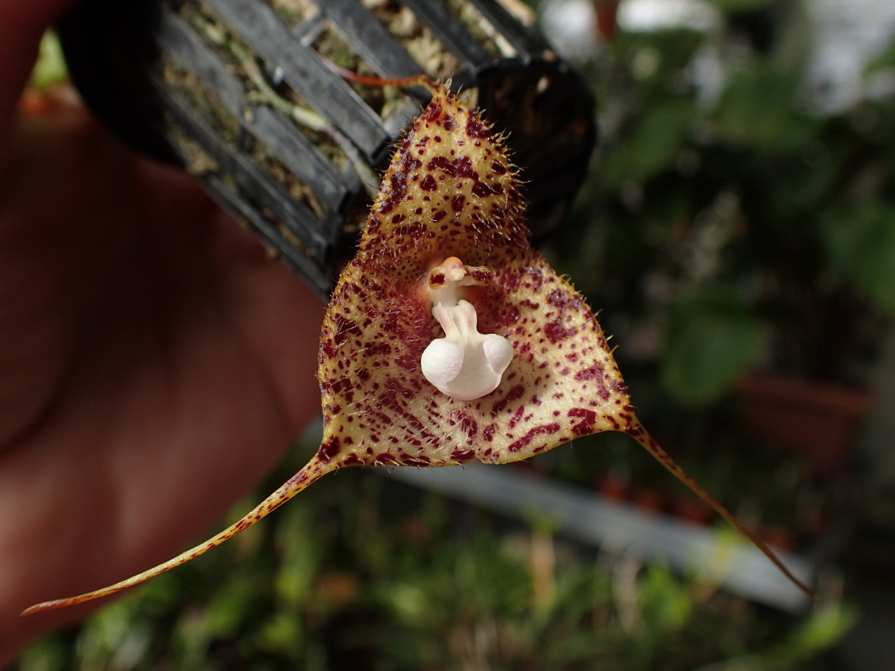 orchid-a-day:  Dracula vespertilio Syn.: Masdevallia vespertilio November 24, 2015 