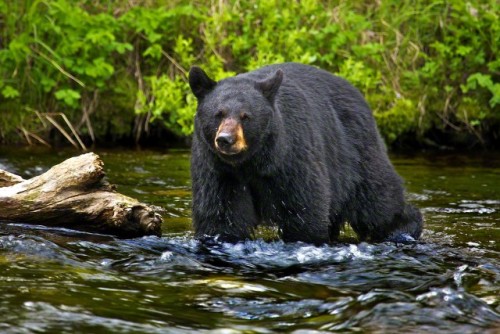 loveforallbears:Bucks Wildlife Photography