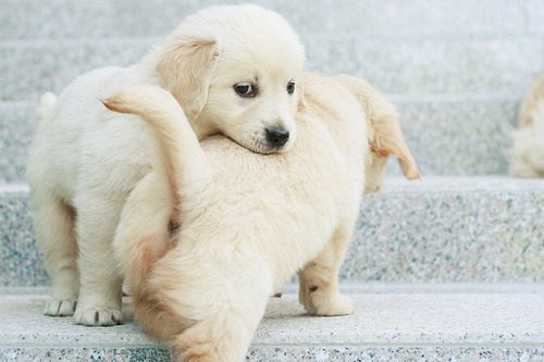 my-teen-quote:  baby animal posts daily 