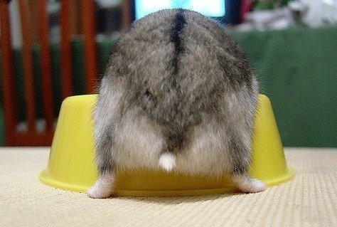 Clunes Cricetorumtastefullyoffensive:Hamster Butts [via]