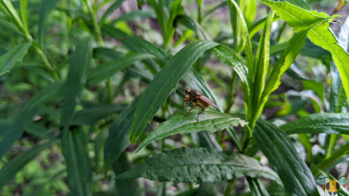 Golden Dung Fly - Scathophaga stercorariaThe more Flies I find while out looking for insects, the mo