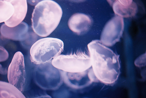 moonwavez:  浮いています by deco_o on Flickr. 