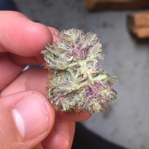 highninjas420: Presidential Kush