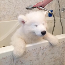 awwdorables:  look at this adorable polar bear dog taking a shower 