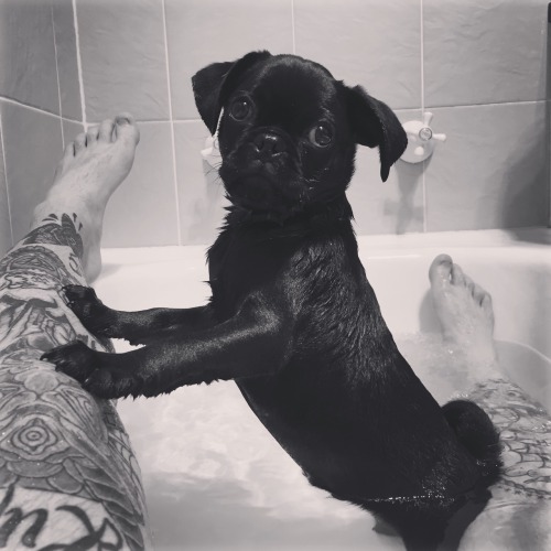 nickjamesbxtch:  Loki’s first bath 🐾🐾 ft. My hobbit feet 