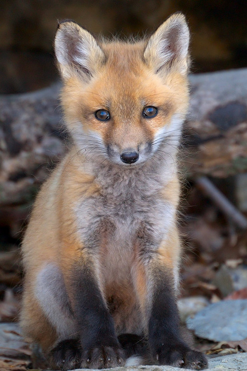 wondrousworld:Fox Pup by Eric BeginEeee, cute foxie kit! &lt;3