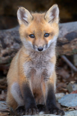 wondrousworld:Fox Pup by Eric BeginEeee,