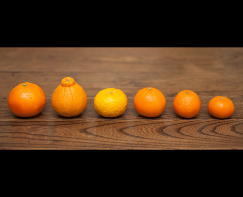 Winter in Japan means citrus fruits