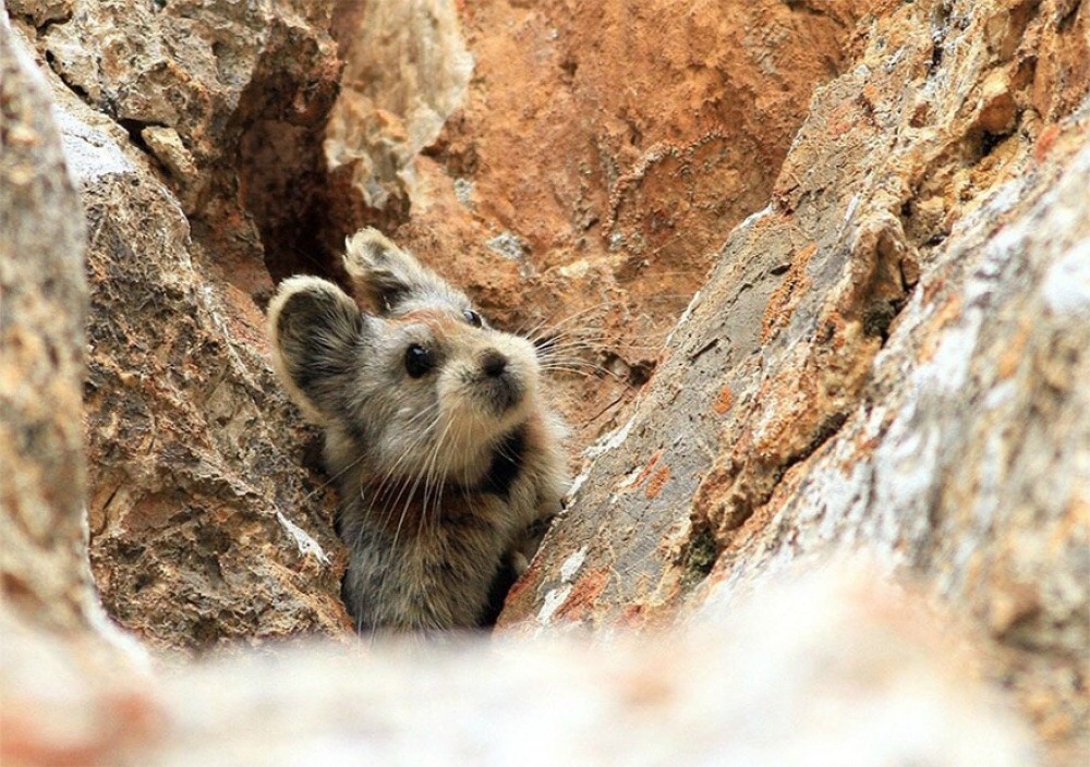 ztunningly:  scientificphilosopher:  The incredibly rare Ili Pika rabbit has been