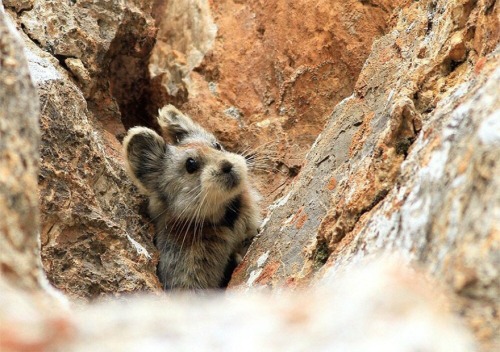 prguitarman:scientificphilosopher:The incredibly rare Ili Pika rabbit has been photographed for the 