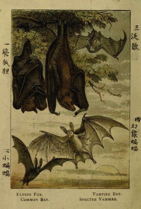 loveage-moondream:  Flying Fox, Vampire Bat, Common Bat and Spectre Vampire. Illustration for Warne’s Picture Natural History Animals (Frederick Warne, c 1870). 
