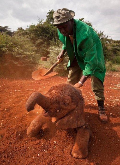 thesmithian:  Two-month-old orphaned baby elephant Ajabu..is given a dust-bath in the red earth at a